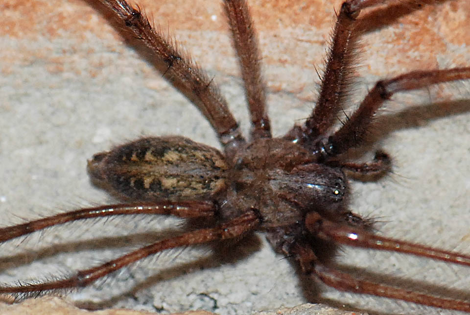 Tegenaria sp.